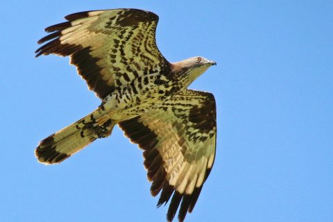 falco pecchiaiolo